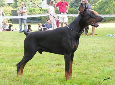 Clifford Halit Pasa | Black Doberman Pinscher