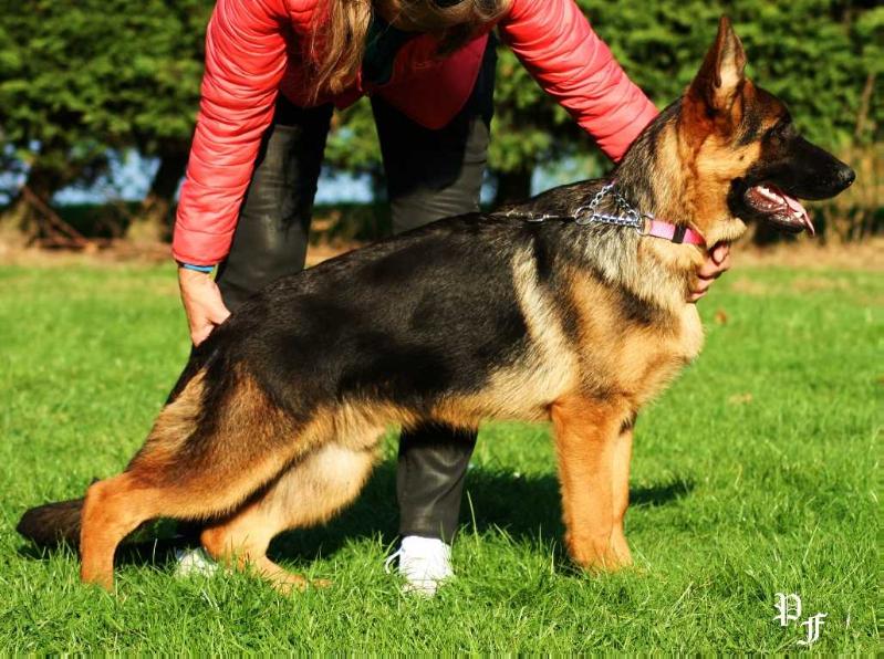 Milano aus Famke's Zauberwald | German Shepherd Dog 