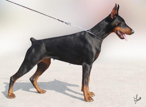 Cynthia Halit Pasa | Black Doberman Pinscher