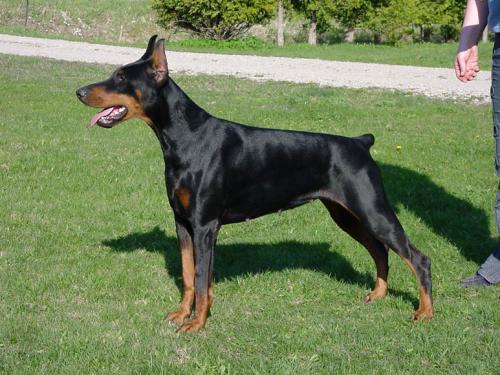 Crystal Halit Pasa | Black Doberman Pinscher