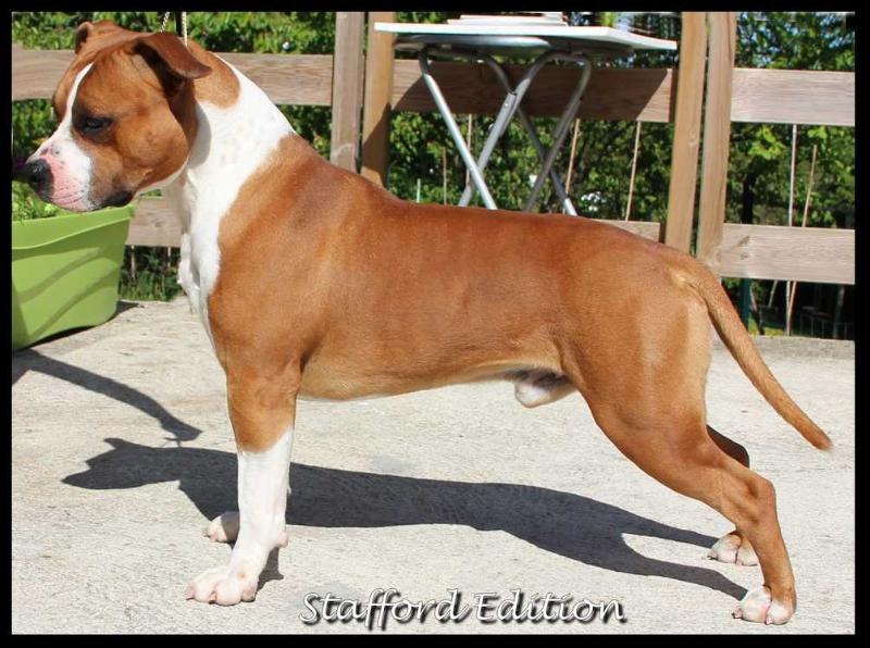 Karballido Staffs work hard play hard | American Staffordshire Terrier 