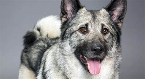 Norwegian Elkhound