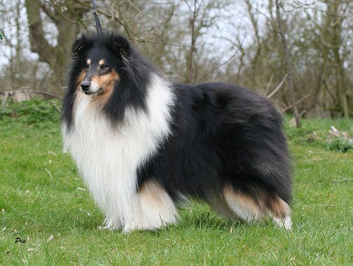 Wicani Formula One | Rough Collie 