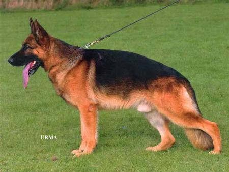 Axel vom Beltenkamp | German Shepherd Dog 