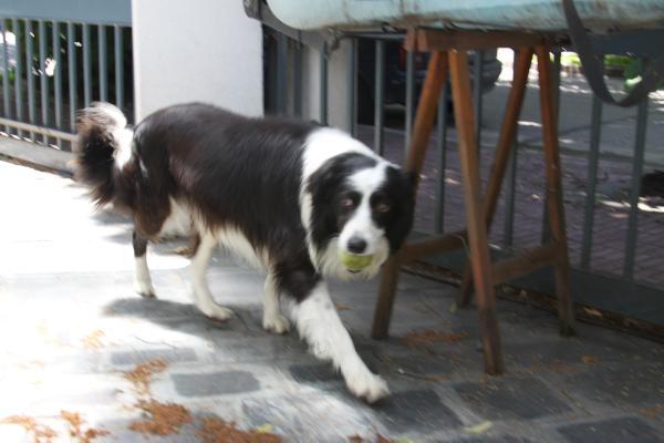 Maina gorky | Border Collie 