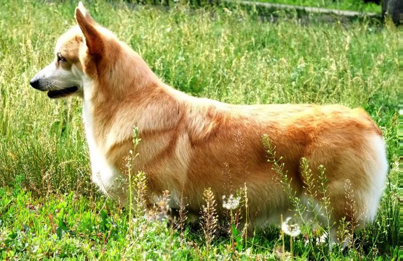 Dorogoe Udovolstvie Damiana Golden | Pembroke Welsh Corgi 