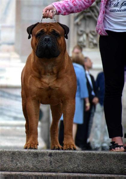 HERIOL ATHOS | Bullmastiff 