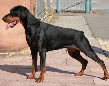 Catherine Halit Pasa | Black Doberman Pinscher