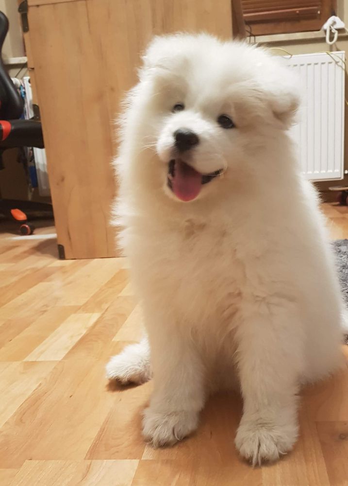 Whitewishfully RUSSIAN WHITE SHADOW | Samoyed 