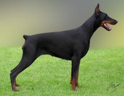 Dominique Halit Pasa | Black Doberman Pinscher