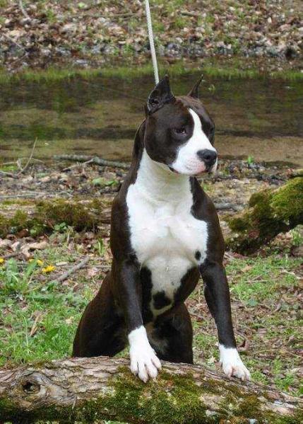 Nardai Hurrikán Caipirinha | American Staffordshire Terrier 