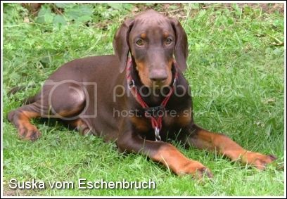 Suska v. Eschenbruch | Brown Doberman Pinscher