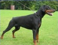 Bingo v.d. Horst | Black Doberman Pinscher