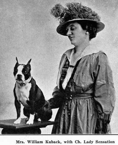Lady Sensation | Boston Terrier 