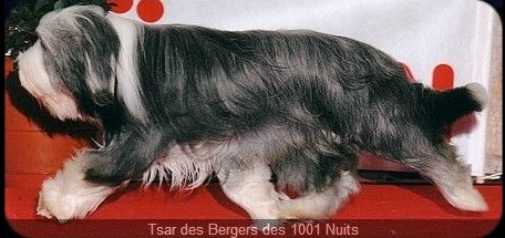 Tsar des bergers des mille et une nuits | Bearded Collie 