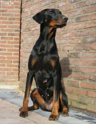 Donja (NHSB 2467062) | Black Doberman Pinscher