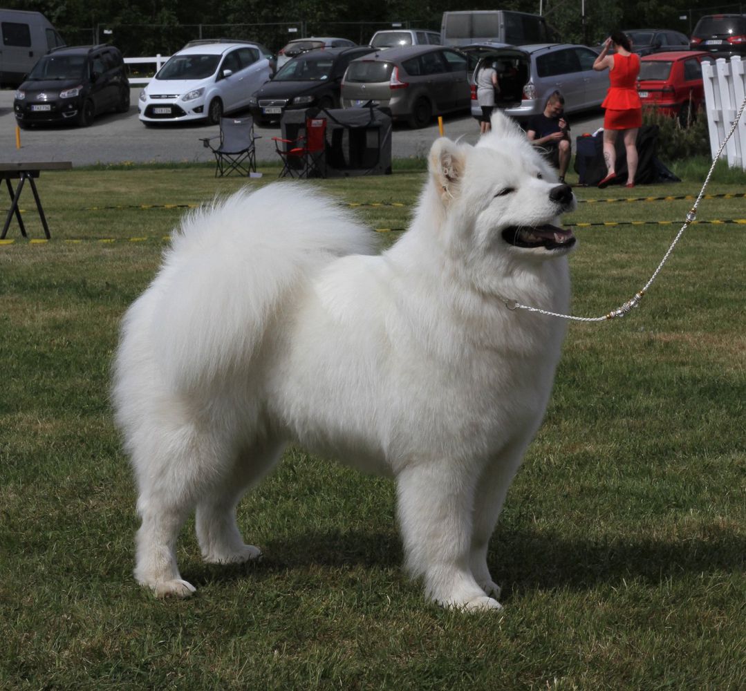 Snowbody X-Cuse Me I Smile A Lot | Samoyed 