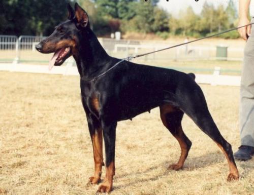 Myndy-Maja v. Roveline | Black Doberman Pinscher