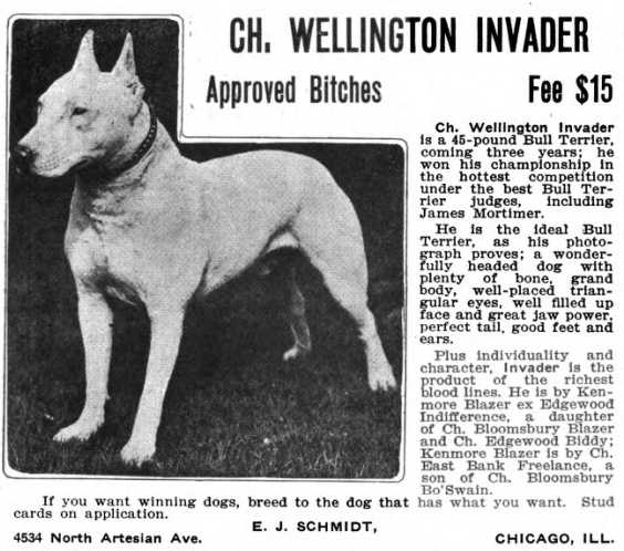 Wellington Invader | Bull Terrier 