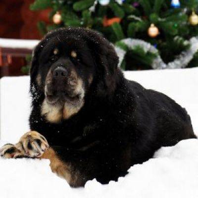 TEJAKES MAXIMA | Tibetan Mastiff 