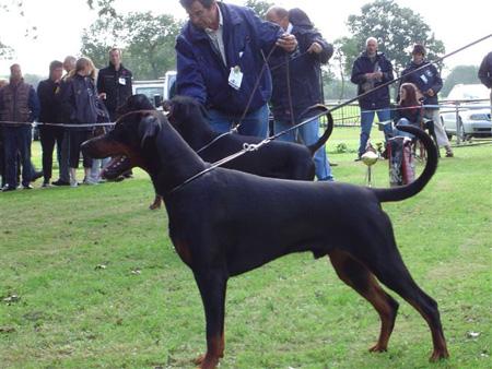 Andor v. Avendia | Black Doberman Pinscher
