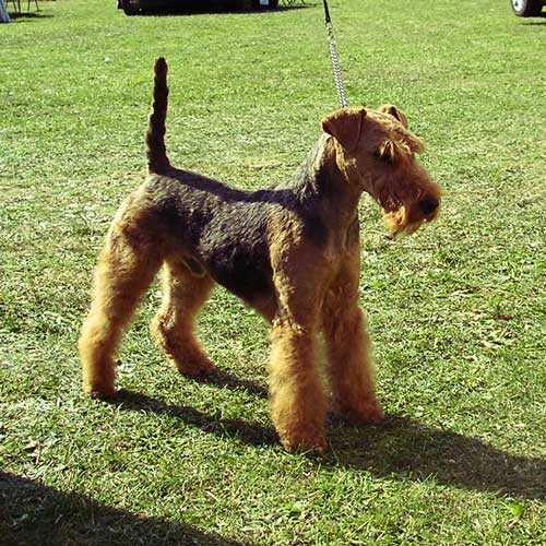 Ikarus von der Hohen Flur | Welsh Terrier 