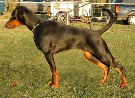 Angels-Ice v. Avendia | Black Doberman Pinscher