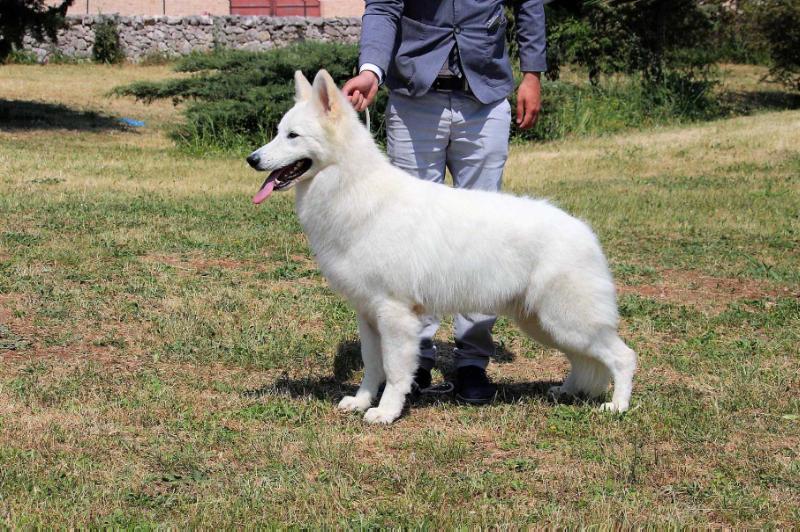 Aragon De La Condesa Del Alba | White Swiss Shepherd Dog 