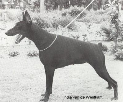 Indja v.d. Westkant | Black Doberman Pinscher