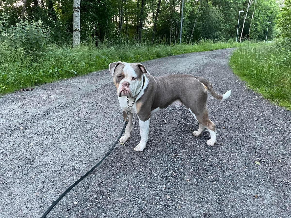 Nordicbulls Ace | Olde English Bulldogge 