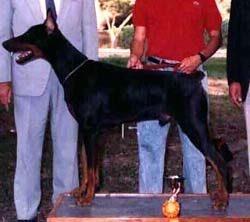 Thiras v. Franckenhorst | Black Doberman Pinscher