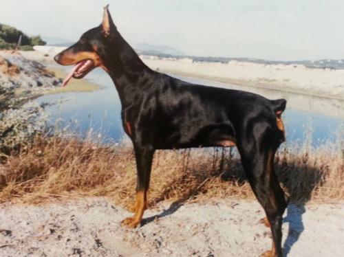 Themis v. Franckenhorst | Black Doberman Pinscher