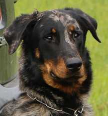 Leeroy Argente de Sainte Petronille | Beauceron 