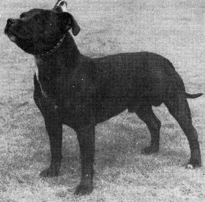 Rossisle Rivorich Maxmillion | Staffordshire Bull Terrier 