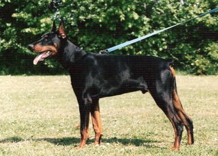 Bastrada Les Deux Peupliers | Black Doberman Pinscher