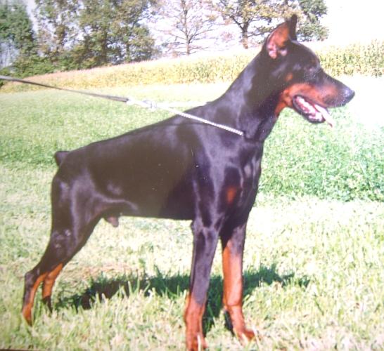 Fargo v. Franckenhorst (NHSB 1976990 ) | Black Doberman Pinscher