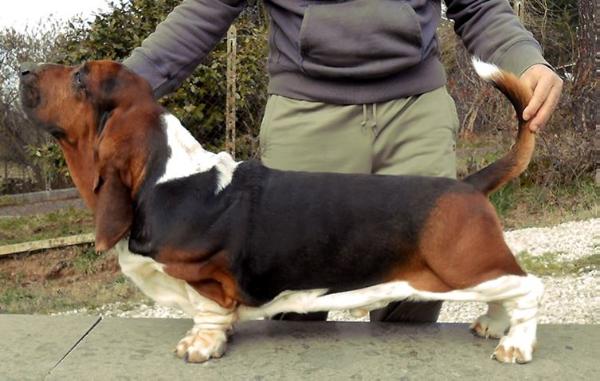 Moon walker della luna caprese | Basset Hound 