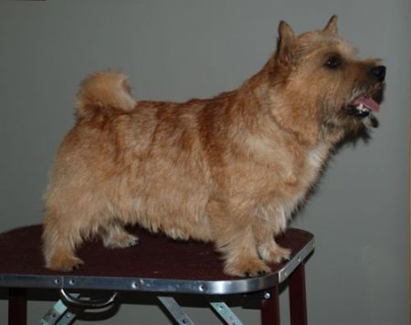 Brickin Ready to Rumble at Ragus | Norwich Terrier 