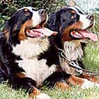 Kisduna-Melléki Helena | Bernese Mountain Dog 