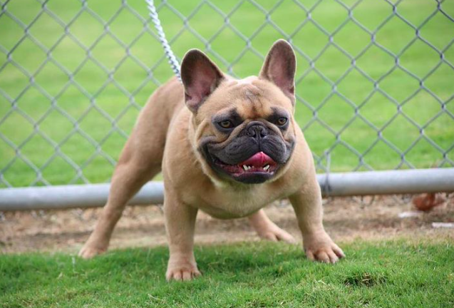 RRBullyz Bingo | French Bulldog 