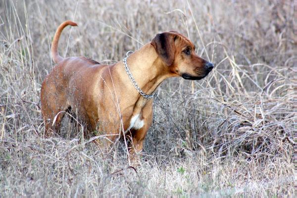 Afra Ma Sunny´S Moon | Rhodesian Ridgeback 