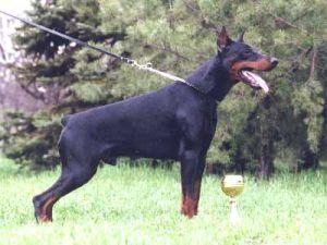 Graaf Tinus v. Neêrlands Stam | Black Doberman Pinscher