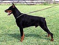 Graaf Tila v. Neêrlands Stam | Black Doberman Pinscher