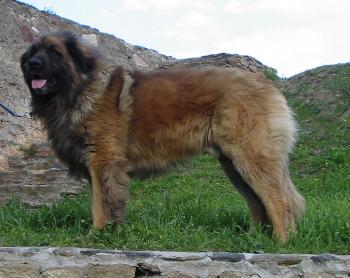 Medoc vom Dreiburgerland | Leonberger 