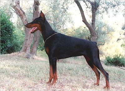 Gravin Tara Joyce v. Neêrlands Stam | Black Doberman Pinscher