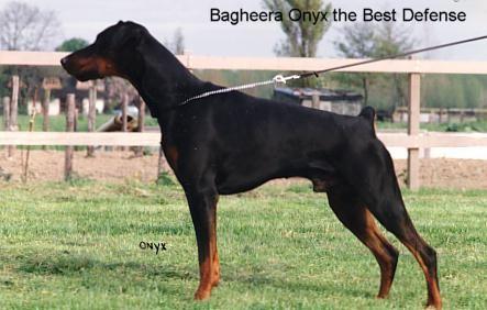 Bagheera Onyx the Best Defense | Black Doberman Pinscher