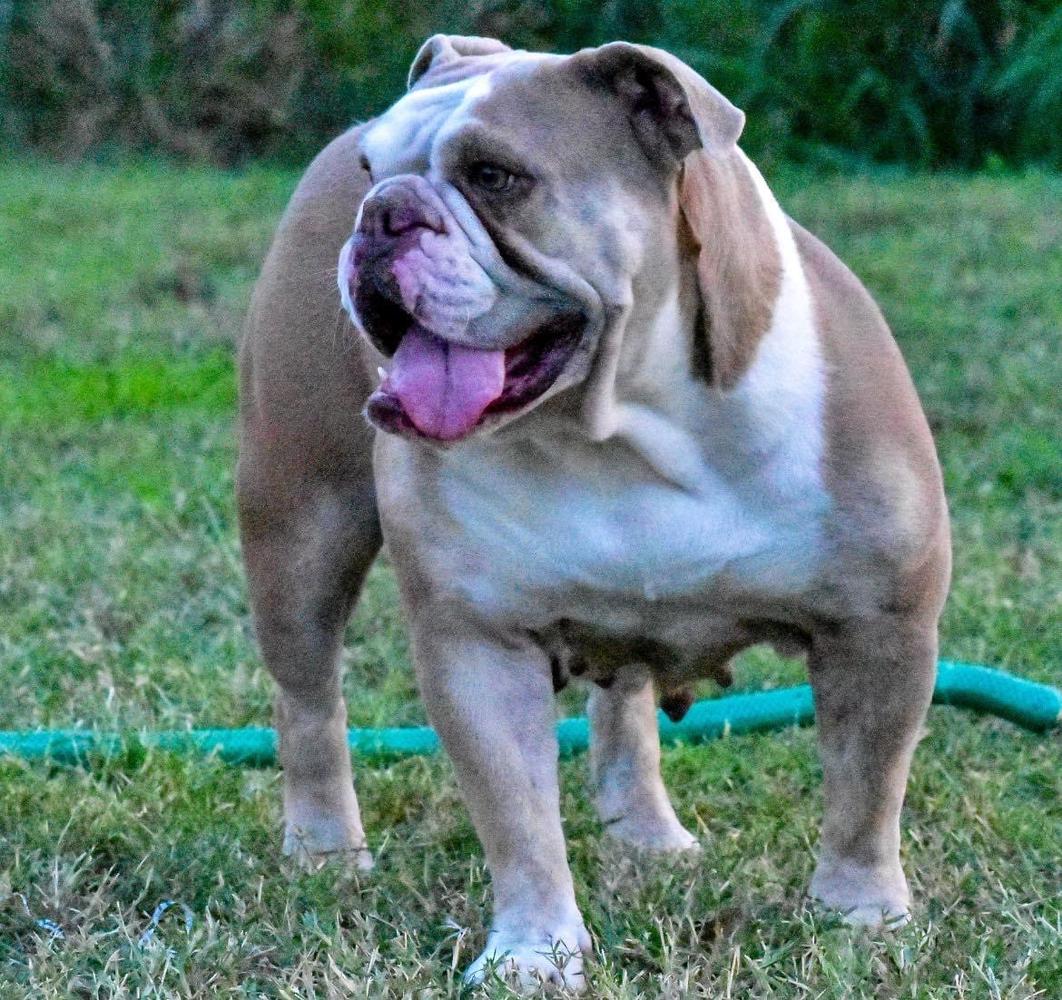 New Era’s Gaia | Olde English Bulldogge 