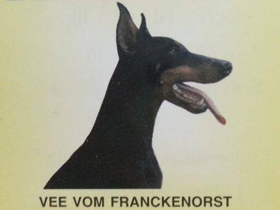 Vee v. Franckenhorst | Black Doberman Pinscher