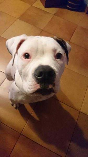 danibull's raoul | American Bulldog 