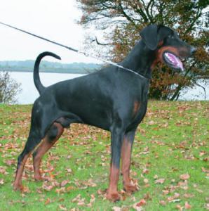 Amadeus les Deux Peupliers | Black Doberman Pinscher